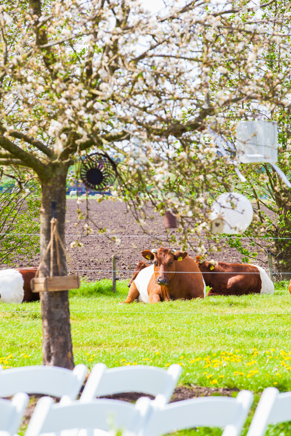 Bruidsfotograaf_De-Weistaar-Maarsbergen (13)